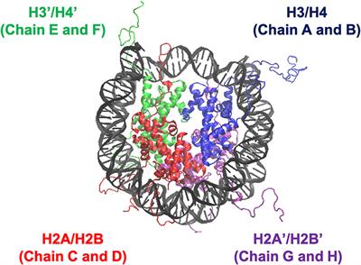 Histone Tail Dynamics in Partially Disassembled Nucleosomes During Chromatin Remodeling
